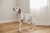 pol_ps_PALOPA-Szlafrok-dla-psa-Robi-beige-L-13321_3.jpg